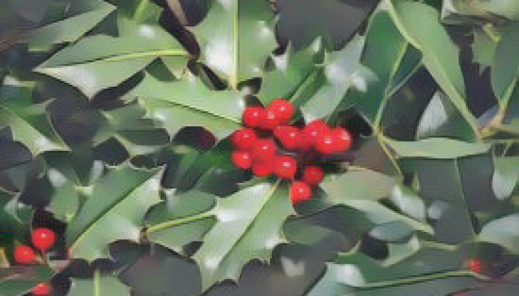 Holly: Herbs Associated with Dream Magick