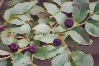 Huckleberry: Herbs Associated with Dream Magick