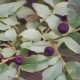 Huckleberry: Herbs Associated with Dream Magick