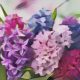 Hyacinth: Herbs Associated with Dream Magick