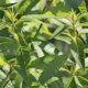 Lemon Verbena: Herbs Associated with Dream Magick