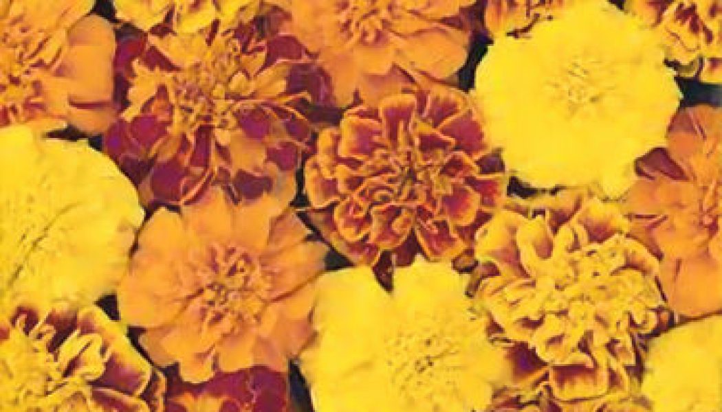 Marigold: Herbs Associated with Dream Magick