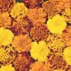 Marigold: Herbs Associated with Dream Magick