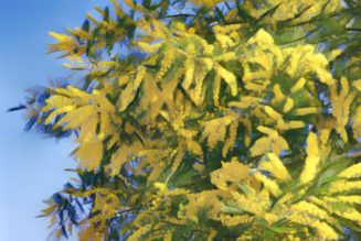 Mimosa: Herbs Associated with Dream Magick