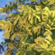 Mimosa: Herbs Associated with Dream Magick