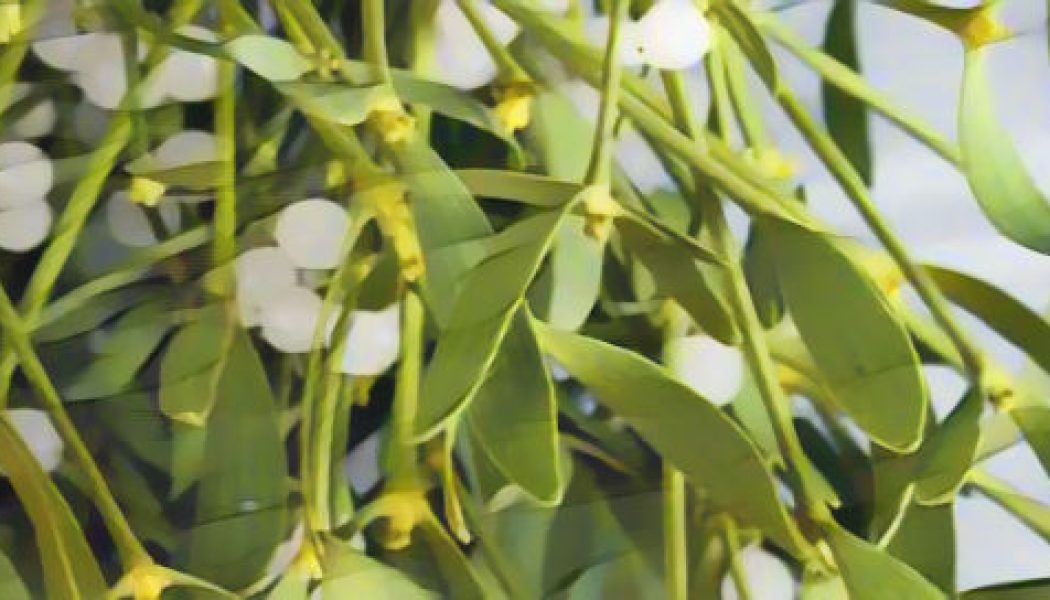 Mistletoe: Herbs Associated with Dream Magick