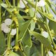 Mistletoe: Herbs Associated with Dream Magick