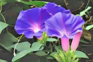 Morning Glory: Herbs Associated with Dream Magick