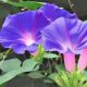Morning Glory: Herbs Associated with Dream Magick