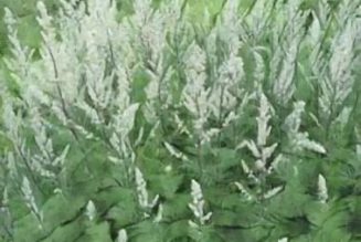 Mugwort: Herbs Associated with Dream Magick