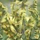 Mullein: Herbs Associated with Dream Magick