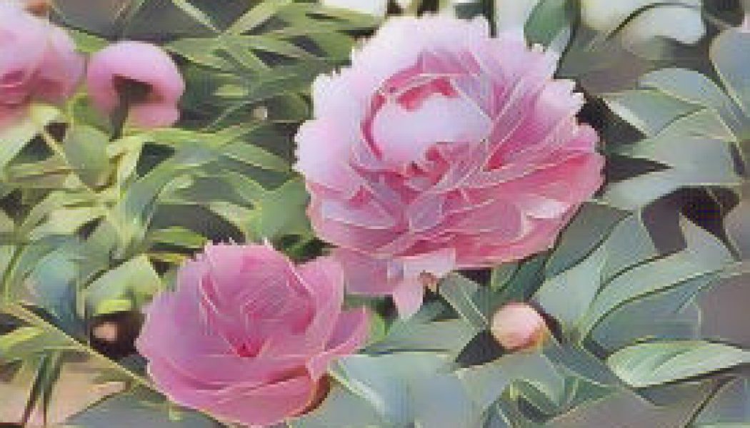 Peony: Herbs Associated with Dream Magick