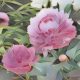 Peony: Herbs Associated with Dream Magick