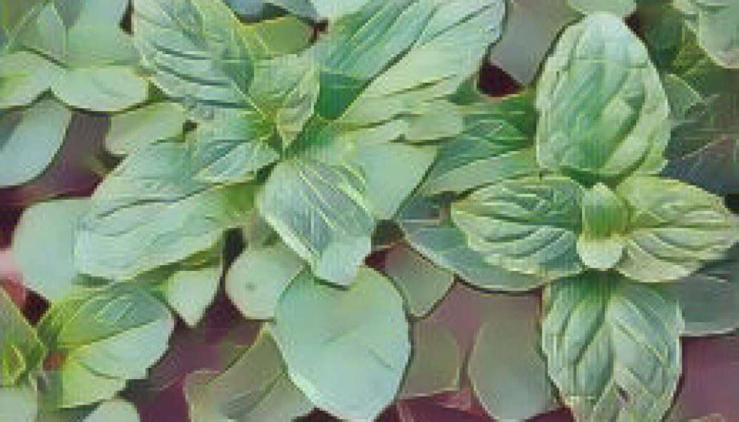Peppermint: Herbs Associated with Dream Magick