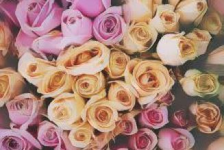 Rose: Herbs Associated with Dream Magick