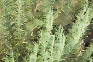 Rosemary: Herbs Associated with Dream Magick