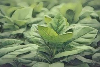 Tobacco: Herbs Associated with Dream Magick