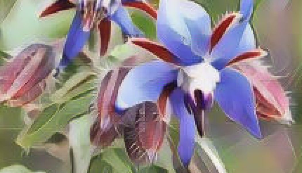 Herbal Folklore & Old Fashioned Tips Borage