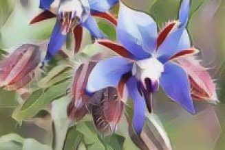 Herbal Folklore & Old Fashioned Tips Borage