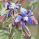 Herbal Folklore & Old Fashioned Tips Borage