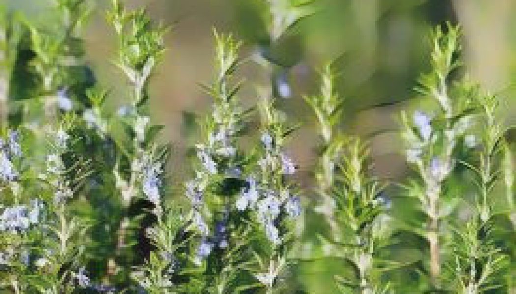 Herbal Folklore & Old Fashioned Tips, Rosemary