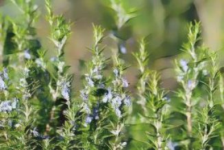 Herbal Folklore & Old Fashioned Tips, Rosemary