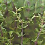 Herbal Folklore & Old Fashioned Tips, Thyme.
