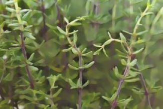 Herbal Folklore & Old Fashioned Tips, Thyme.