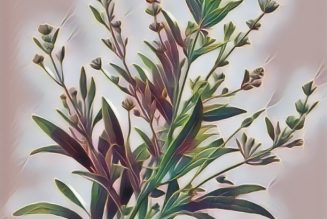 Medicinal Uses For Common Culinary Spices, TARRAGON.