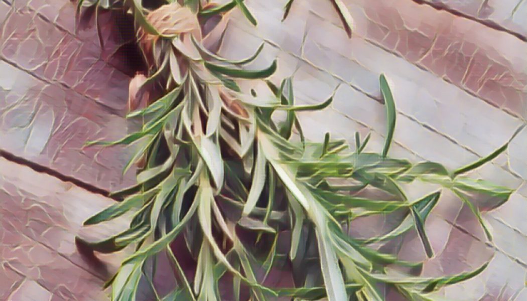 Medicinal Uses For Common Culinary Spices, ROSEMARY.