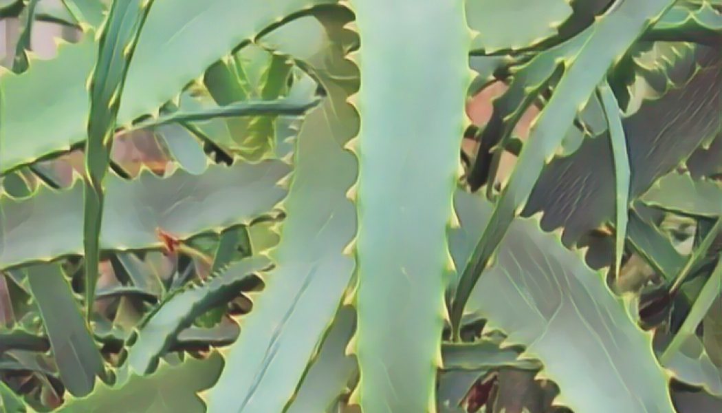 Aloe—Medicine Tree