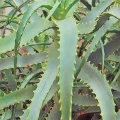 Aloe—Medicine Tree
