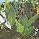 Medicinal Uses For Common Culinary Spices, BAY LAUREL.