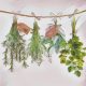 Collecting Herbs for Magical Workings