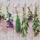 Collecting Herbs for Magical Workings, Finding Your Herbs.