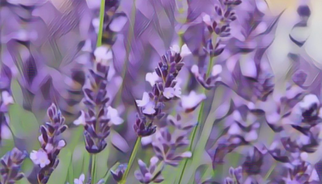 Lavender is Love