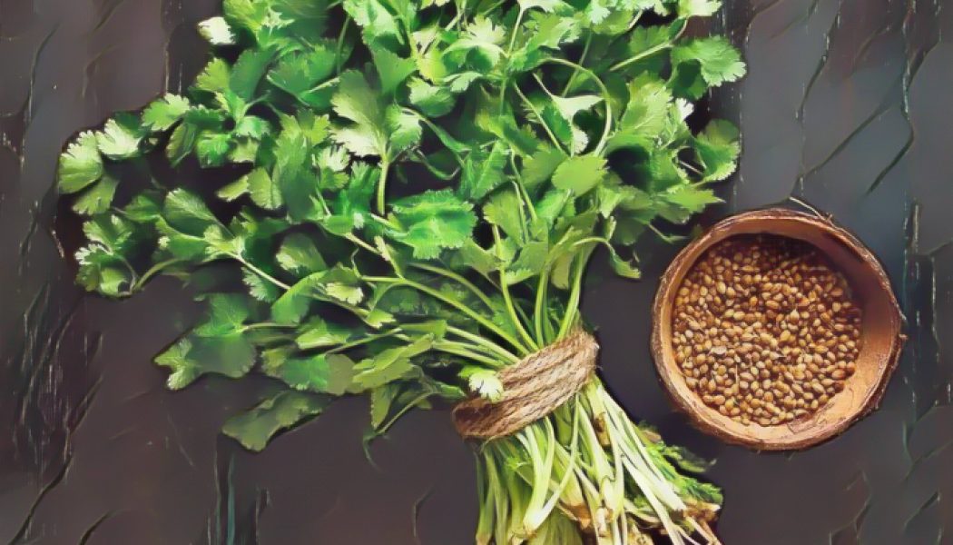 Medicinal Uses For Common Culinary Spices, CORIANDER