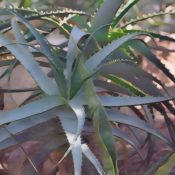 Psoriasis herbal remedies Aloe
