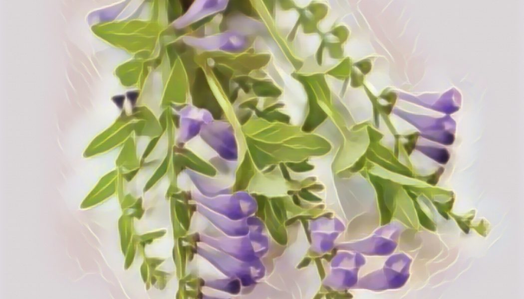 Skullcap, Seven Healing Herbs For Anxiety & Stress