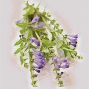 Skullcap, Seven Healing Herbs For Anxiety & Stress
