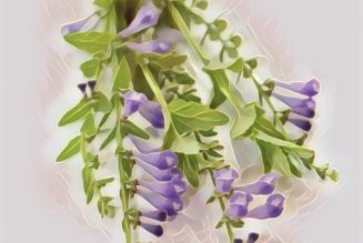 Skullcap, Seven Healing Herbs For Anxiety & Stress