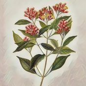 Medicinal Uses For Common Culinary Spices, CLOVE.