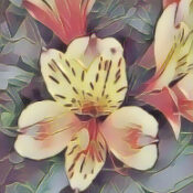Alstroemeria Summer Breeze: The Magick of
