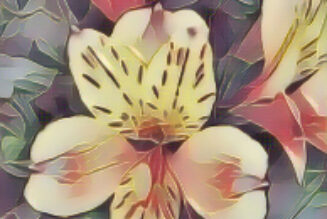 Alstroemeria Summer Breeze: The Magick of