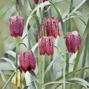 Fritillaria