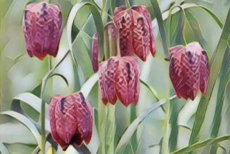 Fritillaria