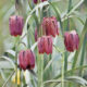 Fritillaria