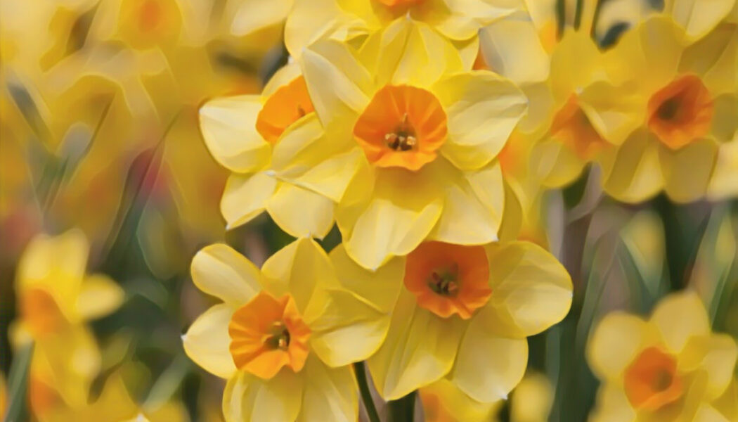 Daffodil