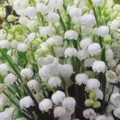 lilly of the Valley