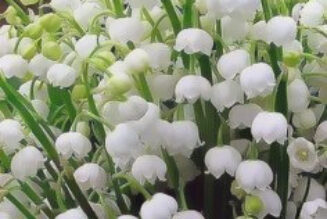 lilly of the Valley